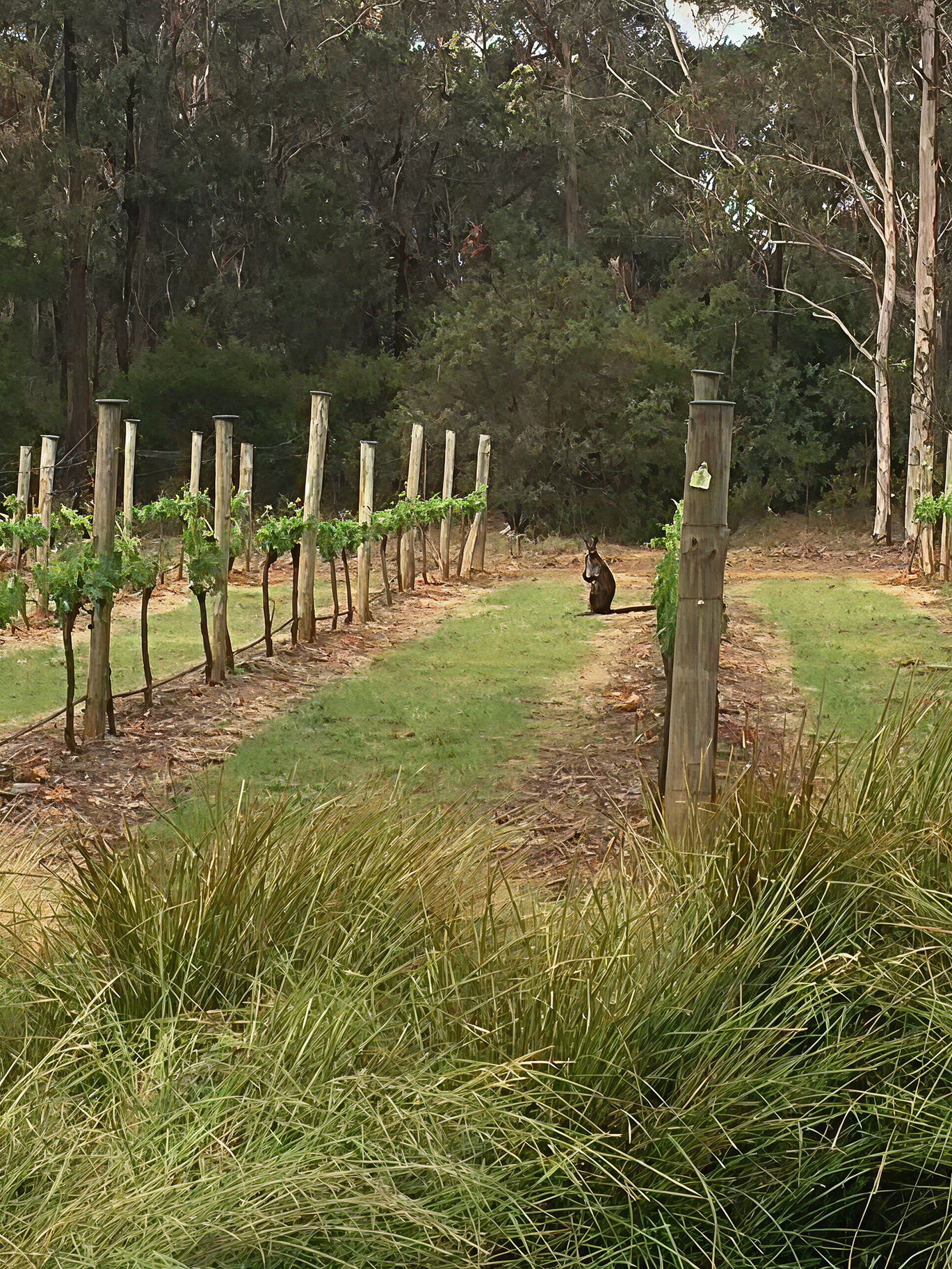 Vineyard Story